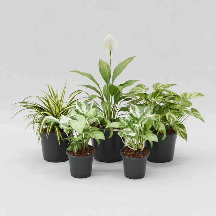 Top 5 Pollution Killer Plants Pack