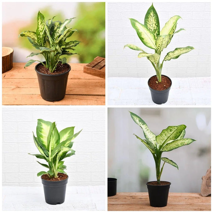 Set of 5 Dieffenbachia for Indoor Plant Decoration