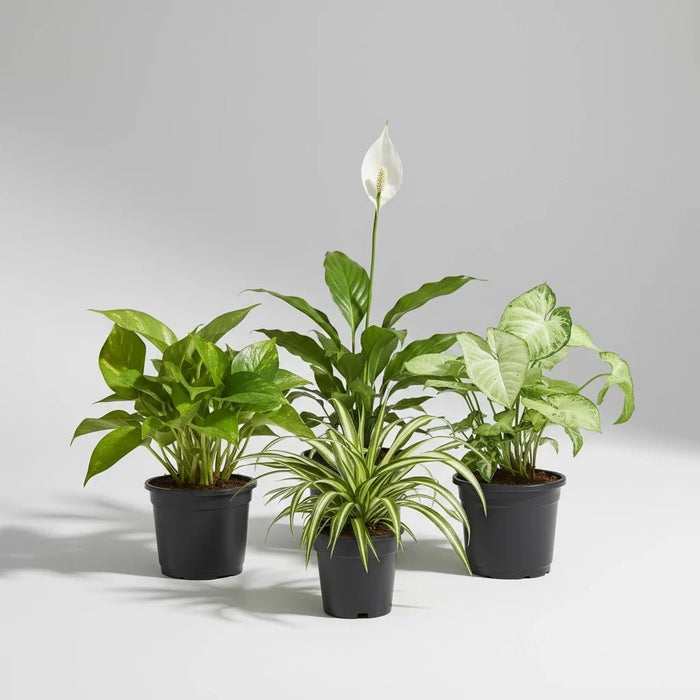 Best 4 plants to Kill Indoor Pollution
