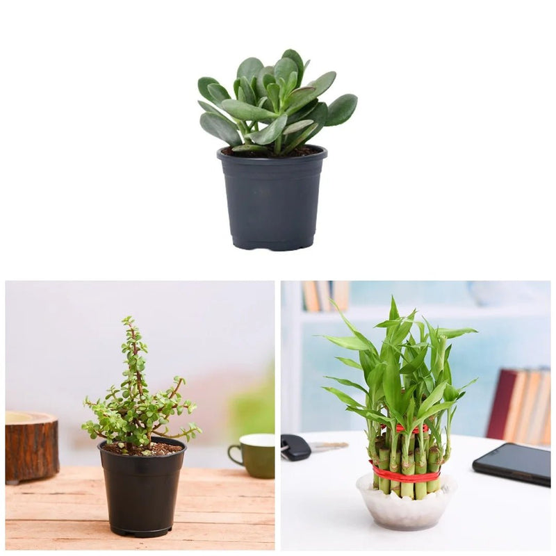 Best 3 Table top / Office Desk Plants to Bring Prosperity