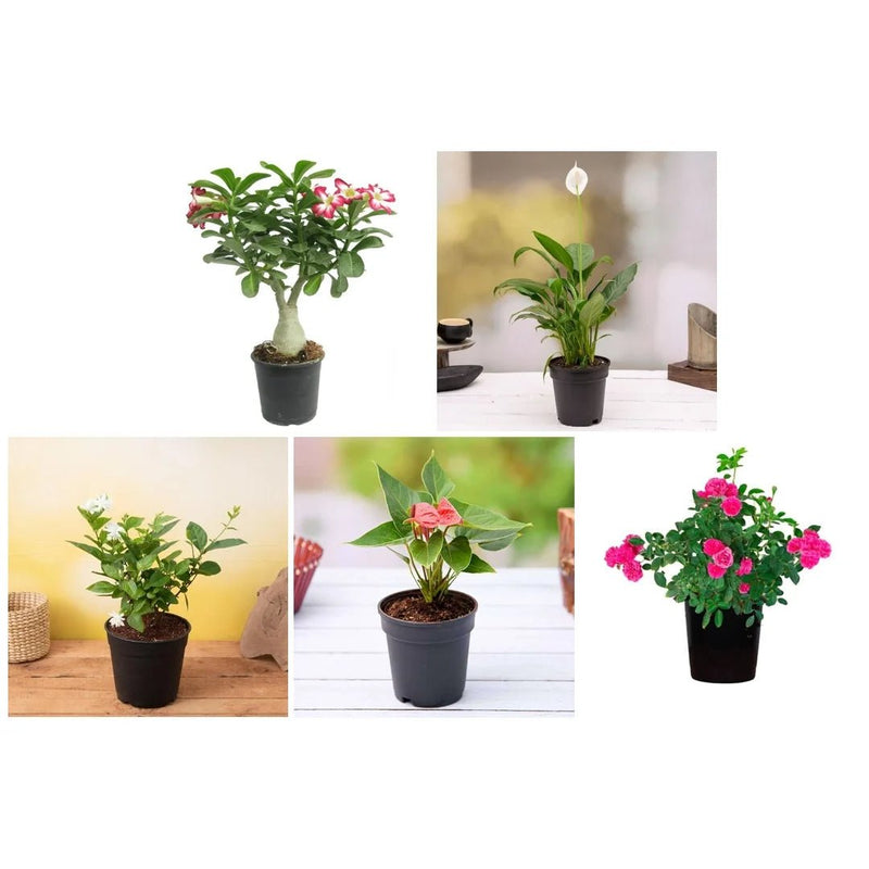 Express Love with these 5 plants
