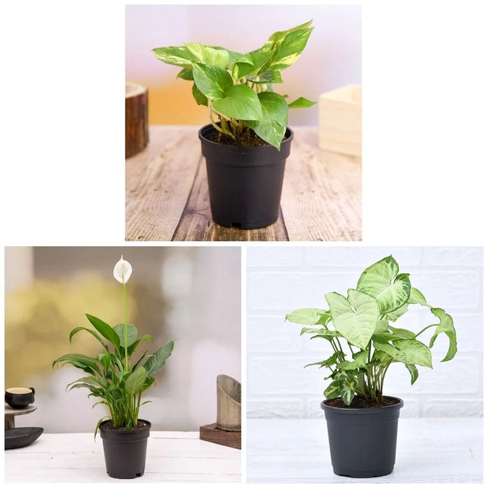 Air Purifying Indoor Plants for Office Desk