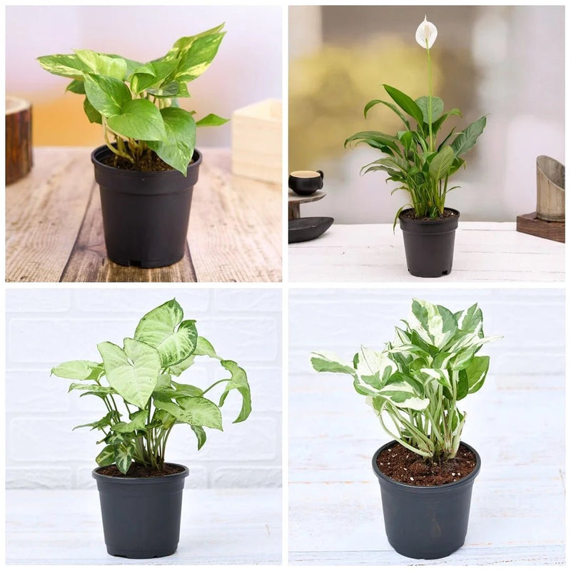 Top 5 Pollution Killer Plants Pack