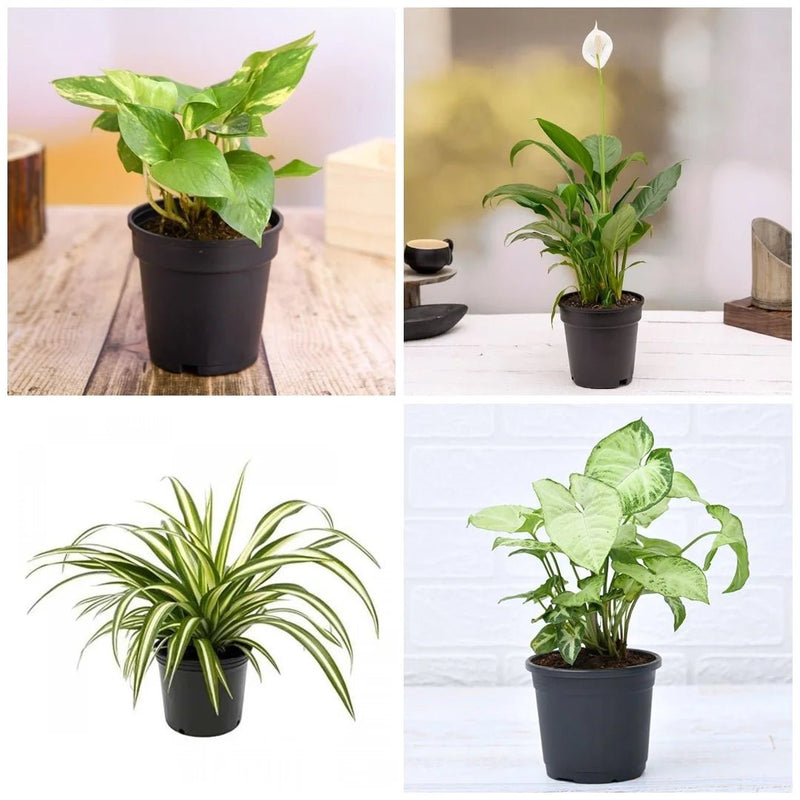 Best 4 plants to Kill Indoor Pollution