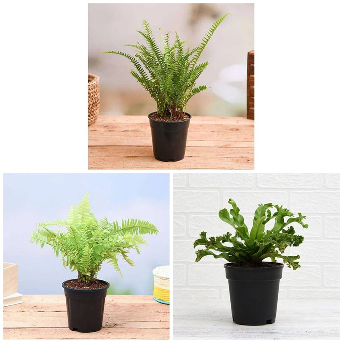 Best 3 Ferns for Indoor Plant Decor