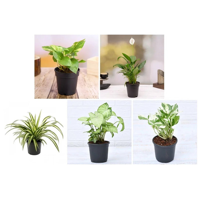 Top 5 Pollution Killer Plants Pack