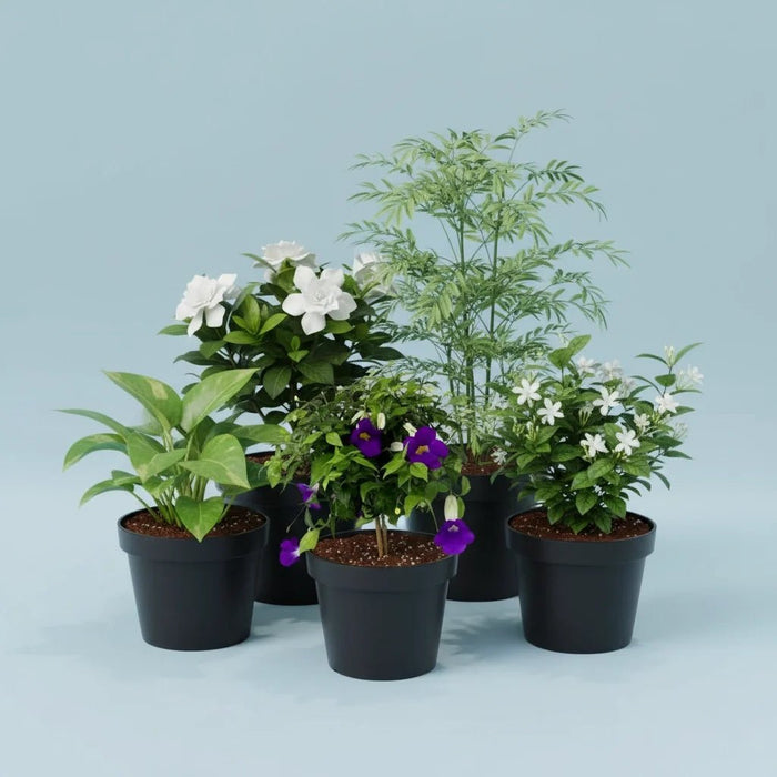 Top 5 Monsoon Special Plants