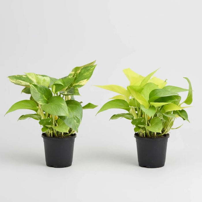 Lovely Money Plants for Priceless Love