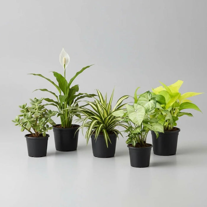 Plant Pack For Healthy Home-Office