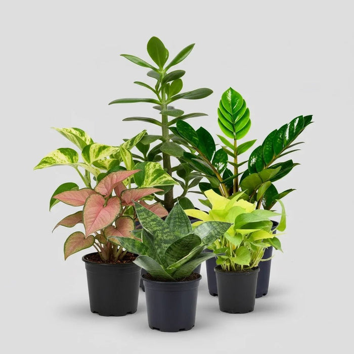 Best 6 Air Purifying Indoor Plants Pack