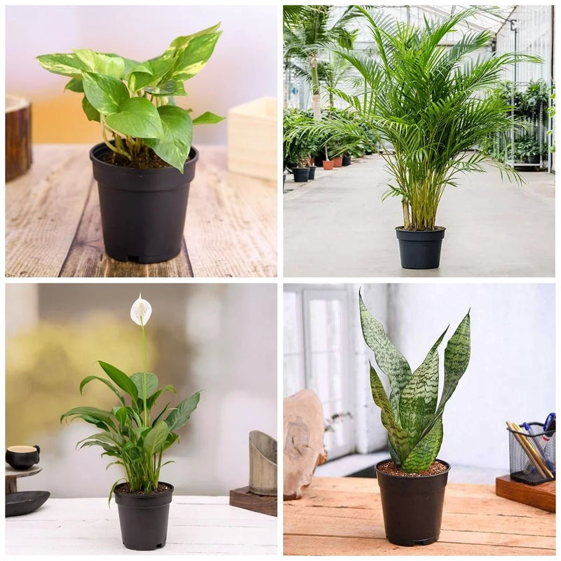 Top 5 air purifier and oxygen enriching plant pack