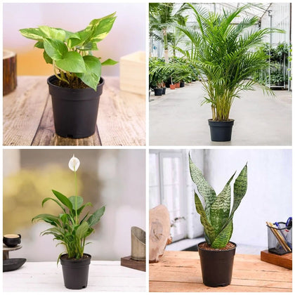 oxygen enriching indoor plants Buy Top 5 air purifier and oxygen enriching plant pack online from  Nurserylive at lowest price
