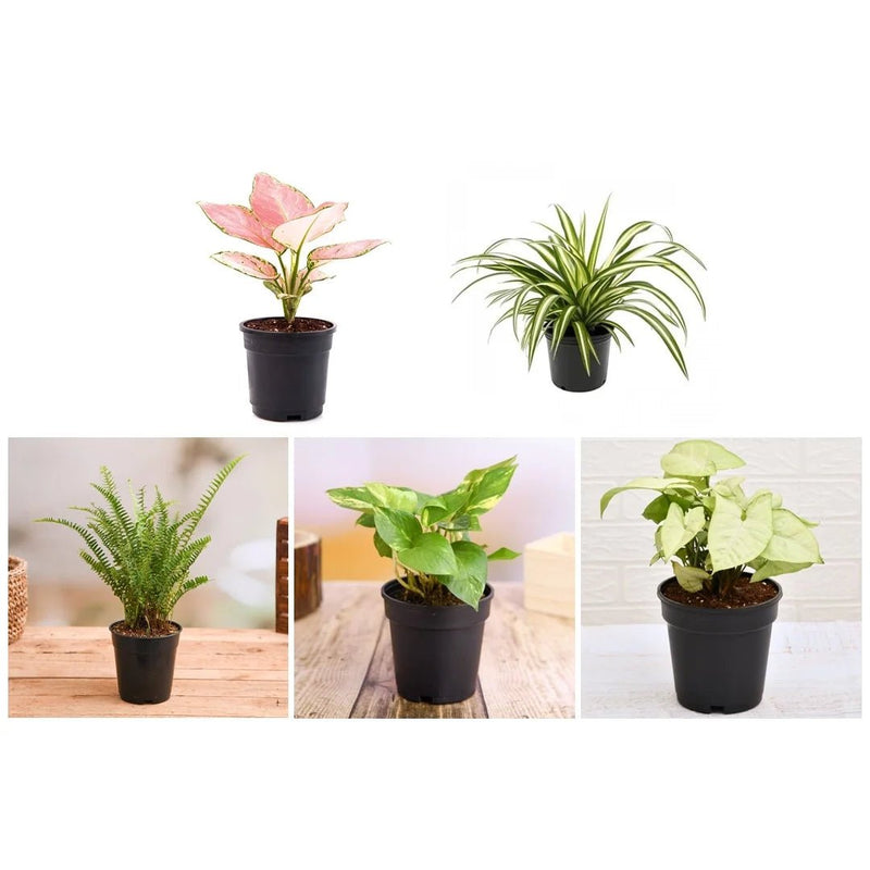 Natural Air Purifier Plants for Summer Cooling