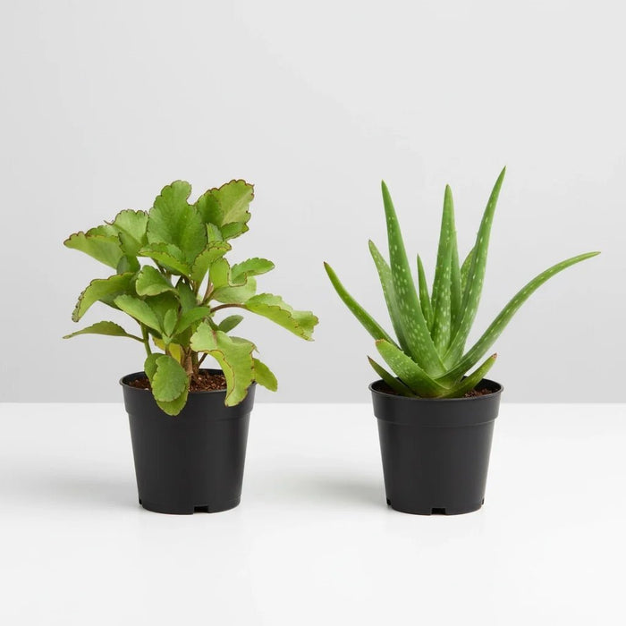 Best 2 Medicinal Plants