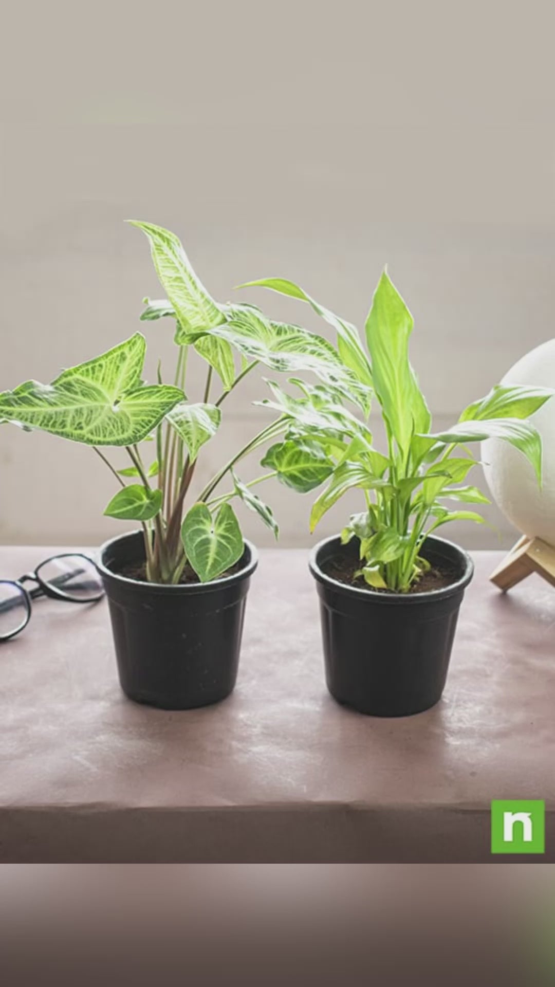 Buy Top 2 Plants for Clean Indoor Air online from Nurserylive at lowest