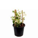 Ranjai Plant, Clematis heynei - Plant