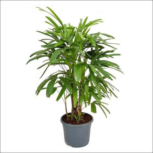 Raphis Palm, Lady Palm - Plant