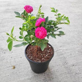 Scented rose (Any Variety, Any Color) - Plant