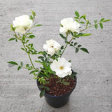 Miniature Rose, Button Rose (White) - Plant