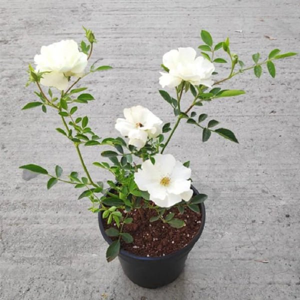 Miniature Rose, Button Rose (White) Plant in 10 inch Grow Bag