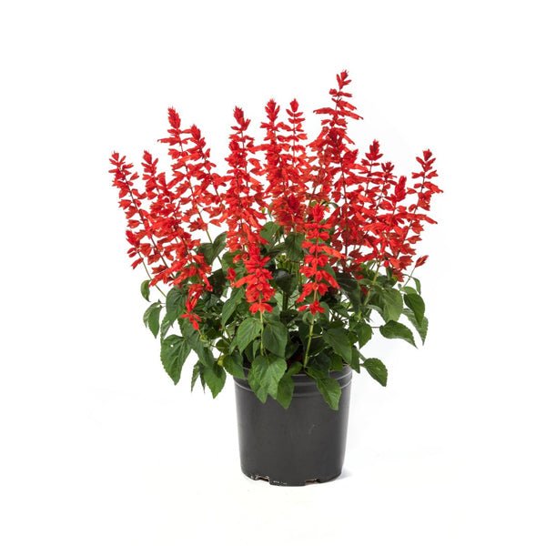 Salvia splendens (Any Color) Plant in 5 inch Pot