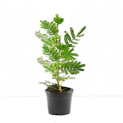 shami tree bonsai Buy Shami Plant in 10 inch Grow Bag online from Nurserylive at lowest price