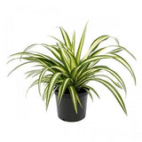 Chlorophytum, Spider Plant in 4 inch Pot
