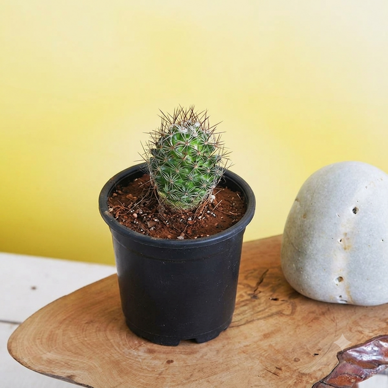 Notocactus rutilans - Cactus Plant
