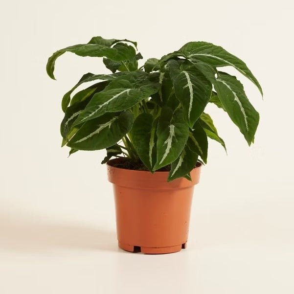 Syngonium wendlandi Plant in 4 inch (10 cm) Pot