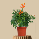 Tecoma (Shrub, Orange) - Plant