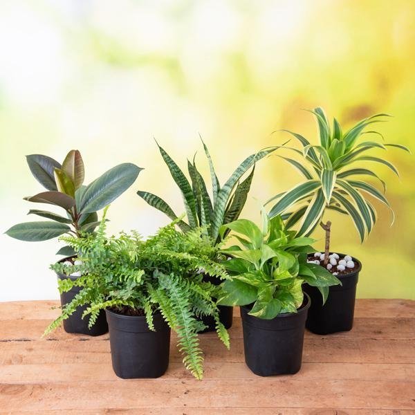 indoor plants nurserylive Buy Top 5 Easiest to Grow Plants online from Nurserylive at lowest price