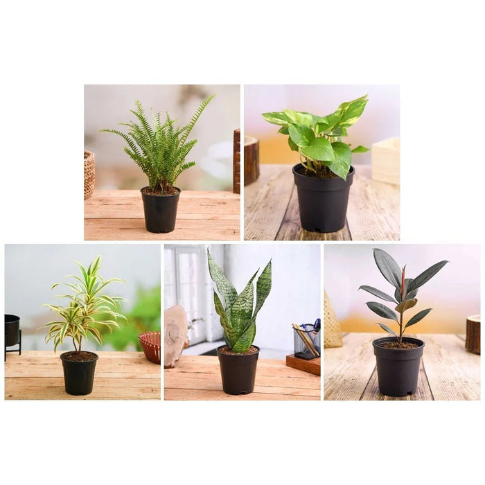 Top 5 Easiest to Grow Plants