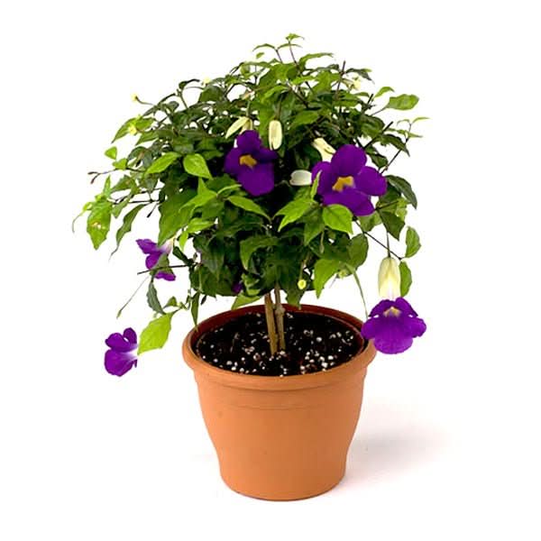 Thunbergia Erecta Nana, Meyenia Erecta Nana, Bush Clock Vine (Blue) - Plant