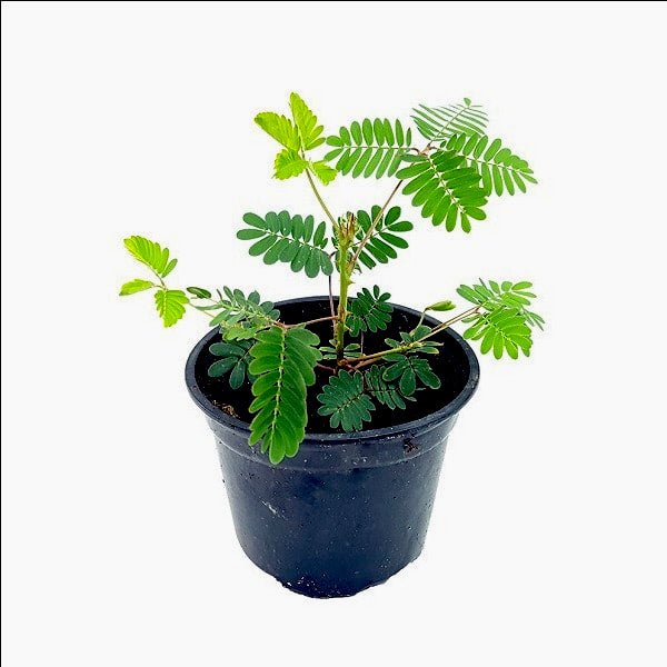Chuimui, Touch me not Plant, Mimosa pudica - Plant