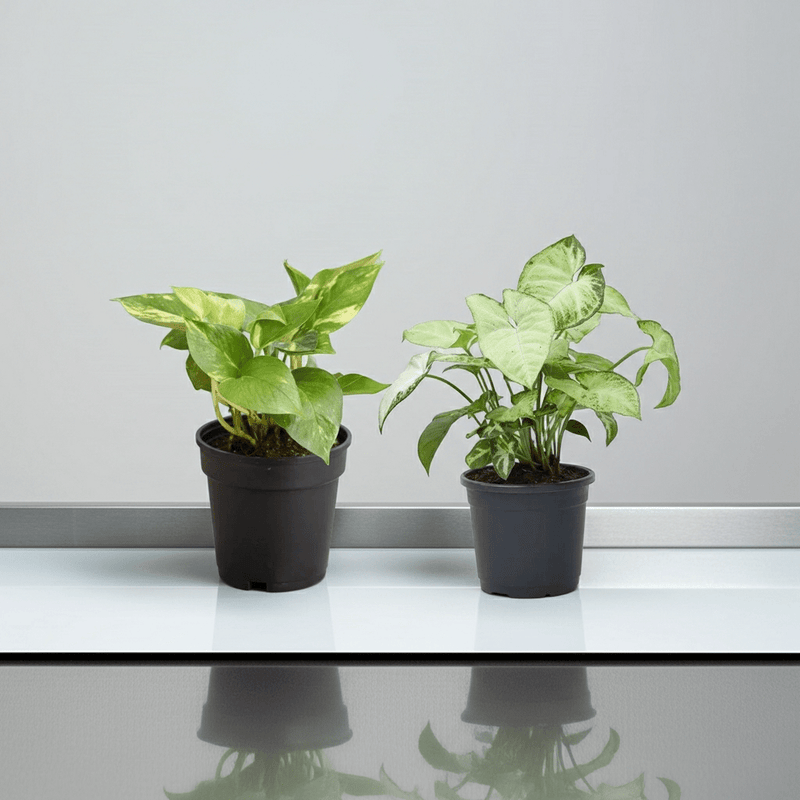 2 Air Purifier Plants Pack