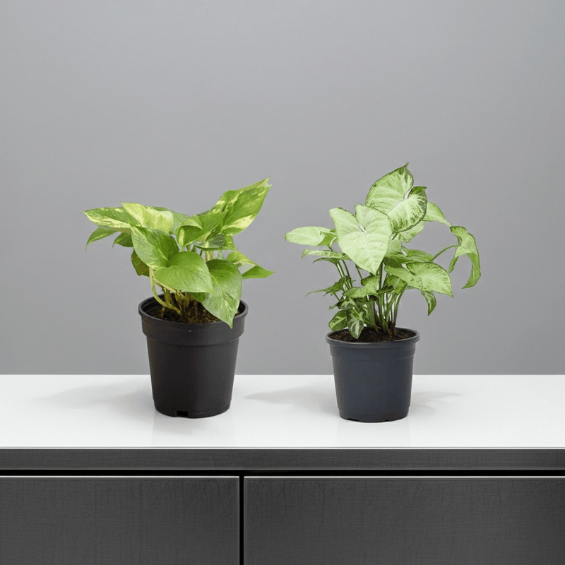 2 Air Purifier Plants Pack