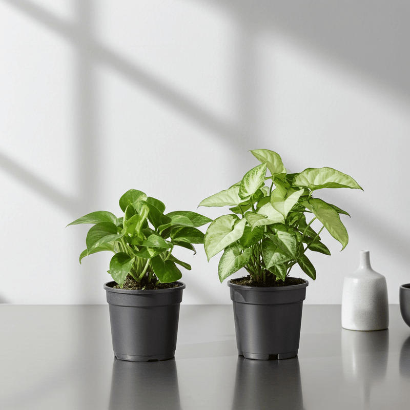 2 Air Purifier Plants Pack