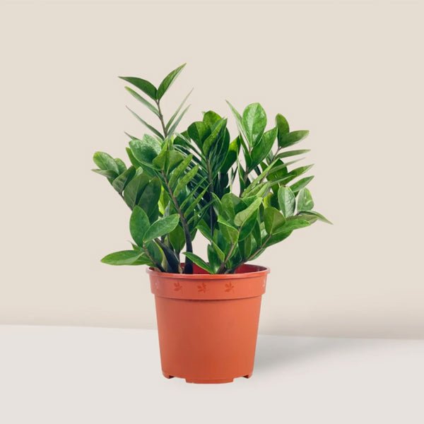 Zamioculcas zamiifolia, ZZ Plant - Plant