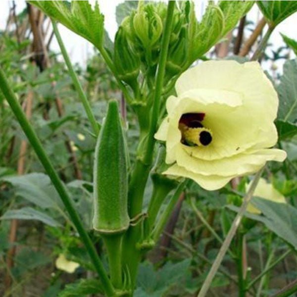 abelmoschus esculentus - plant
