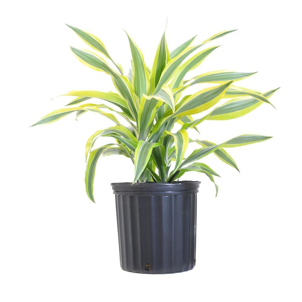 lemon lime dracaena toxic to cats Buy Dracaena Lemon lime, Dracaena fragrans