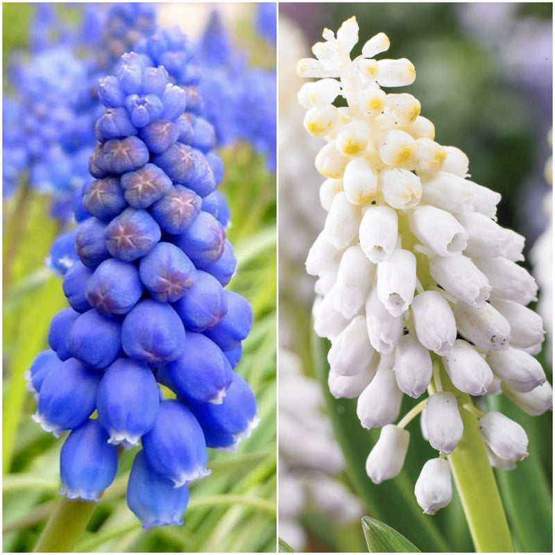 Muscari, Grape Hyacinth - (18 Bulbs Pack)