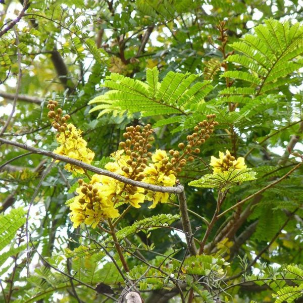 acacia ferruginea - plant