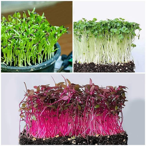 easy to grow healthy microgreens 