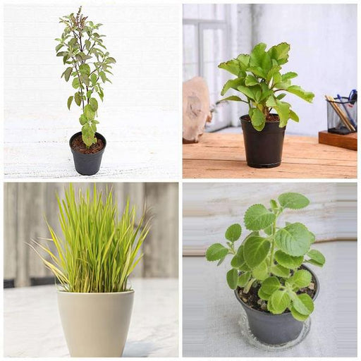 top 4 plants for healthy homes 
