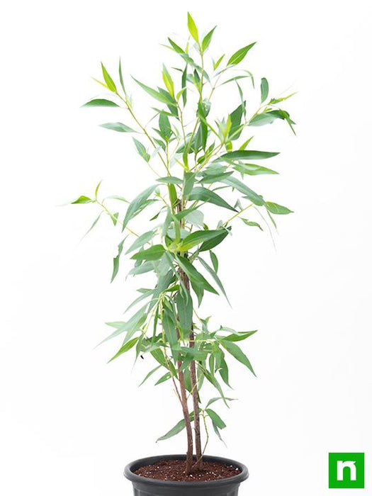 conocarpus erectus - plant