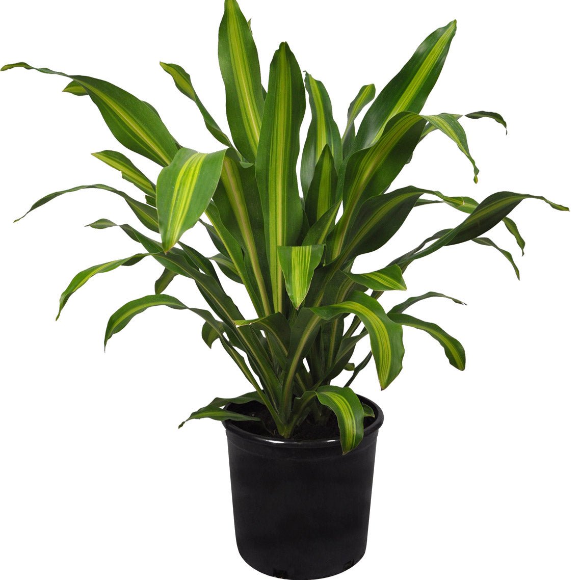 dracena fragrans massangeana Buy Dracaena Massangeana, Dracaena fragrans
