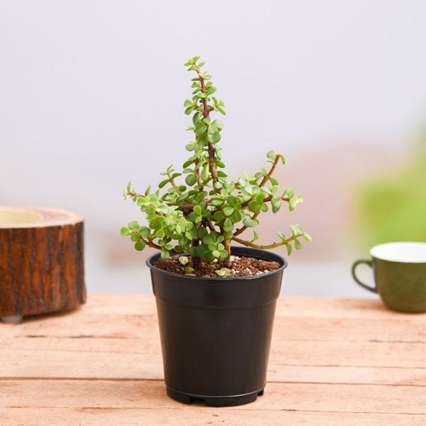 Buy Goodluck Jade Plant with Pot online from Nurserylive at lowest price.