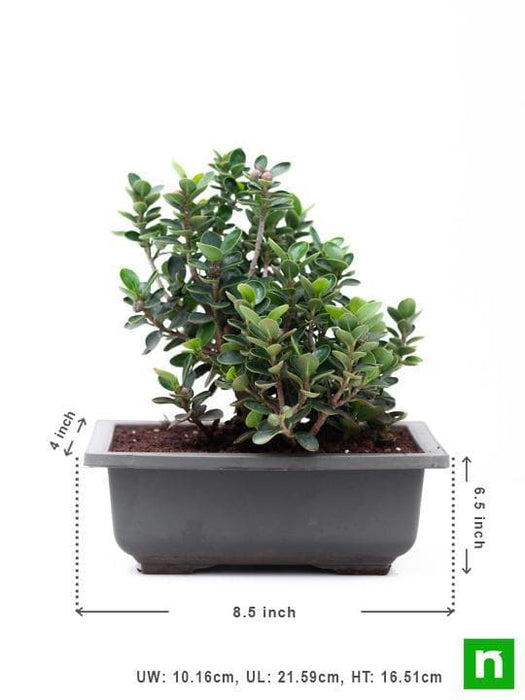 ficus iceland bonsai - plant