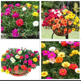 Garden Gift (Set of 2 Portulaca Plants or Mix Flower Seeds)