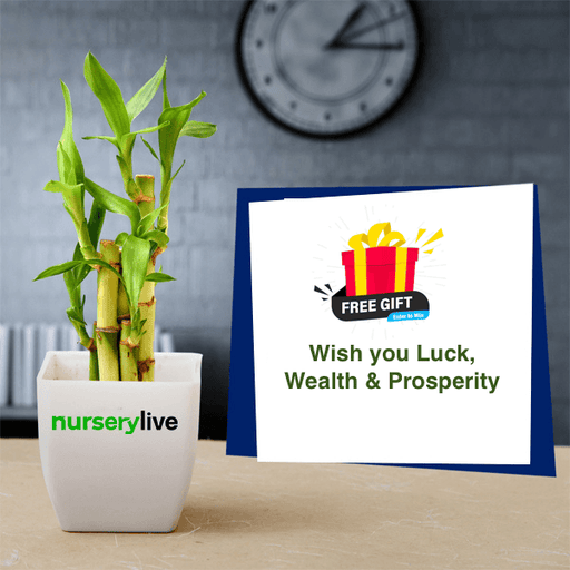 lucky bamboo gift for a prosperous new year 